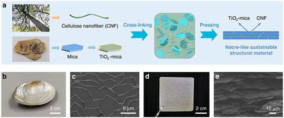中国科学家研发仿生新材料，高性能纤维与复合材料助力塑料替代